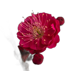 Plum Blossom